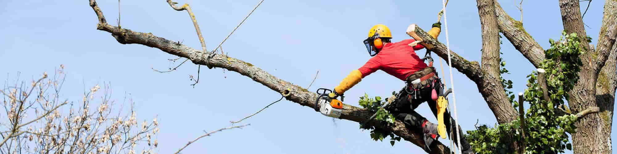 Dallas Tree Pros 9727045356 Tree Service Dallas, TX