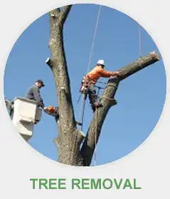 Tree Removal Dallas, TX
