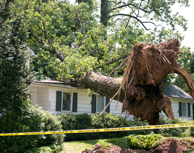 Dallas Tree Removal